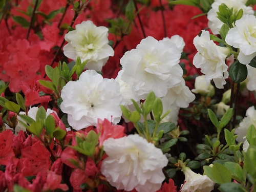 Azalea japonica 'Schneeperle'
